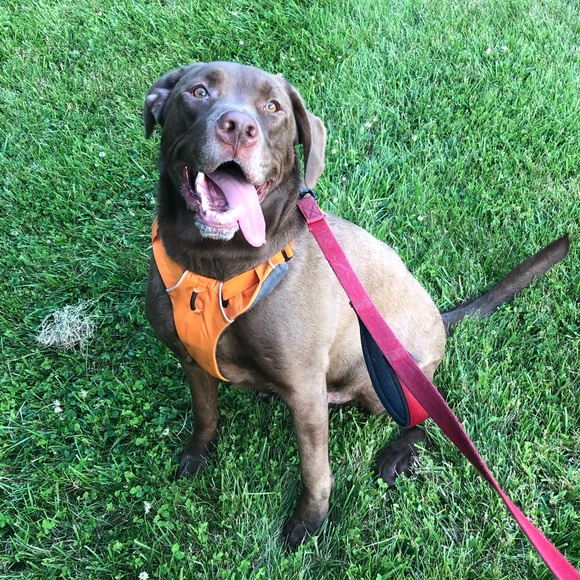 Meet your Posher, Chippy - Picture 2 of 2